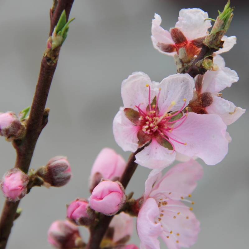 Broskvoň Nana Diamond květináč 10 litrů, malý kmínek, SAMOSPRAŠNÁ-0