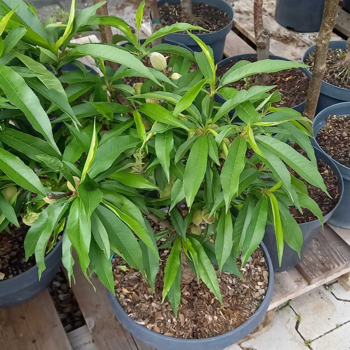 Broskvoň Nana Diamond květináč 10 litrů, malý kmínek, SAMOSPRAŠNÁ-1