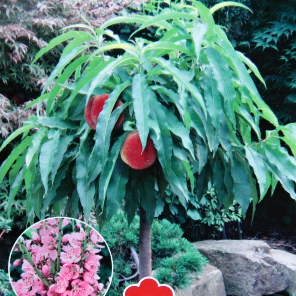 Rostliny - Broskvoň 'Nano' květináč 9 litrů, malý kmínek, SAMOSPRAŠNÁ