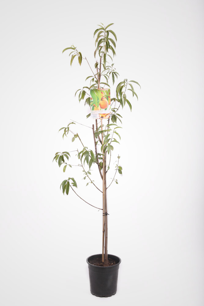 Broskvoň 'Peregrine' květináč 6 litrů, výška 150/175cm, stromek, SAMOSPRAŠNÁ-0