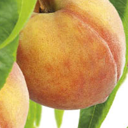 Broskvoň 'Peregrine' květináč 6 litrů, výška 150/175cm, stromek, SAMOSPRAŠNÁ-1