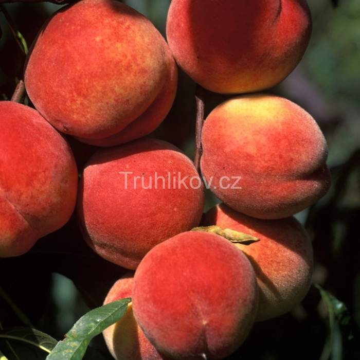 Rostliny - Broskvoň 'Red Haven' květináč 10 litrů, zákrsek, SAMOSPRAŠNÁ