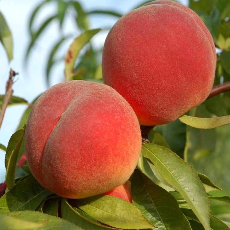 Rostliny - Broskvoň Red Haven květináč 7 litru, čtvrtkmen, SAMOSPRAŠNÁ