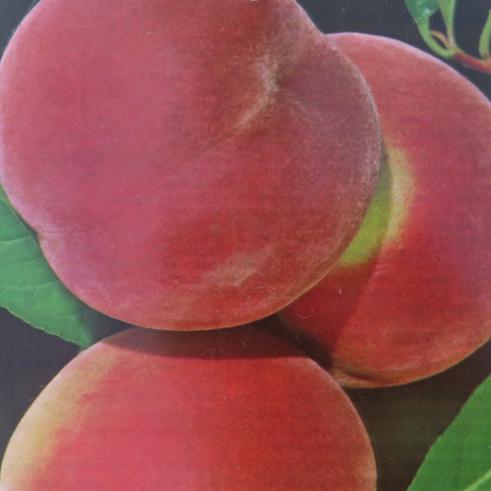 Broskvoň 'Redhaven' květináč 10 litrů, polokmen, SAMOSPRAŠNÁ-0