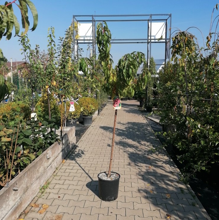 Broskvoň 'Redhaven' květináč 15 litrů, polokmen, SAMOSPRAŠNÁ-0