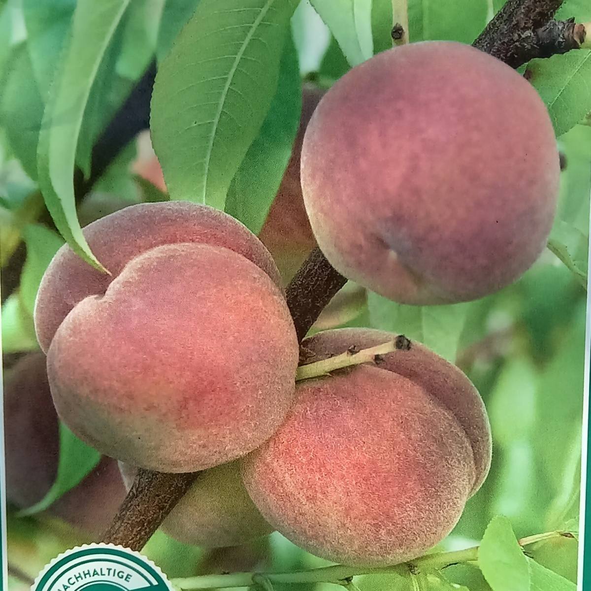 Broskvoně - Broskvoň Revita květináč 10 litrů