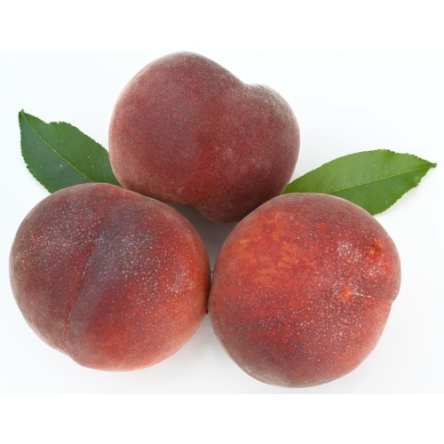 Broskvoně - Broskvoň Royalvee květináč 7,5 litru, čtvrtkmen, SAMOSPRAŠNÁ