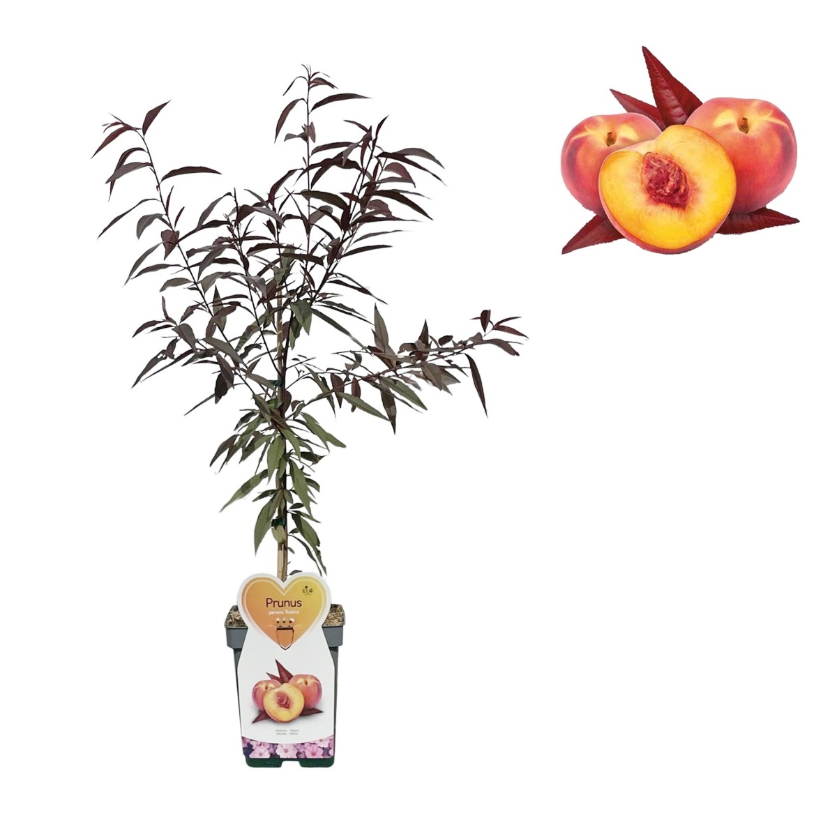 Rostliny - Broskvoň Rubira květináč 5 litrů, balkonová, zákrsek, SAMOSPRAŠNÁ