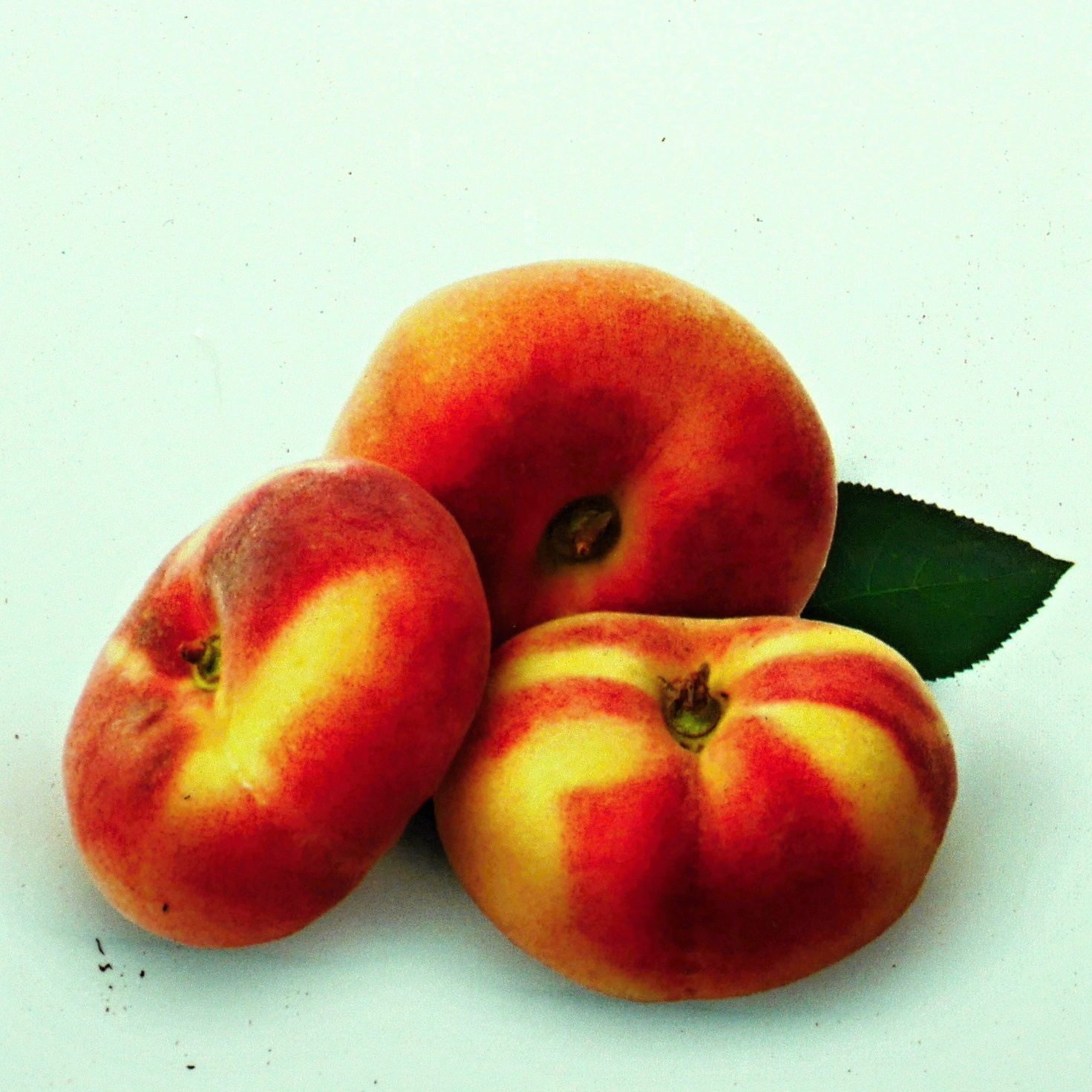 Broskvoně - Broskvoň 'Saturn' květináč 5 litrů, balkonová, zákrsek, SAMOSPRAŠNÁ