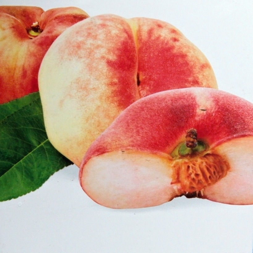 Rostliny - Broskvoň 'Saturn' květináč 6 litrů, výška 150/175cm, stromek, SAMOSPRAŠNÁ