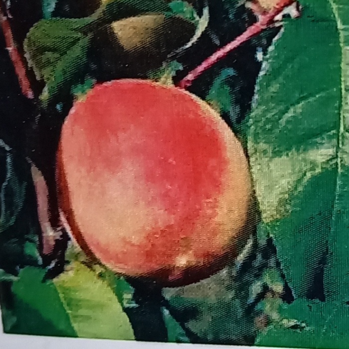 Rostliny - Broskvoň 'Semenáč z Předhoří' květináč 5 litrů, středně raná