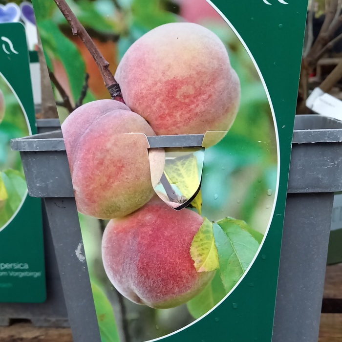 Broskvoň 'Semenáč z Předhoří' květináč 5 litrů, středně raná-0