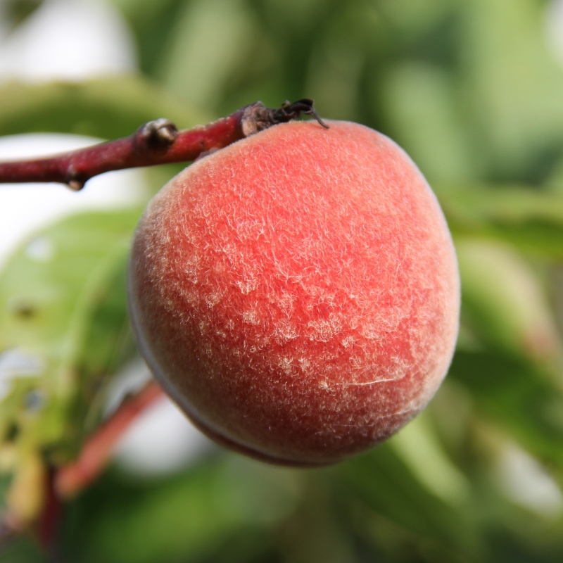 Broskvoně - Broskvoň Suncrest květináč 7,5 litru, čtvrtkmen, SAMOSPRAŠNÁ