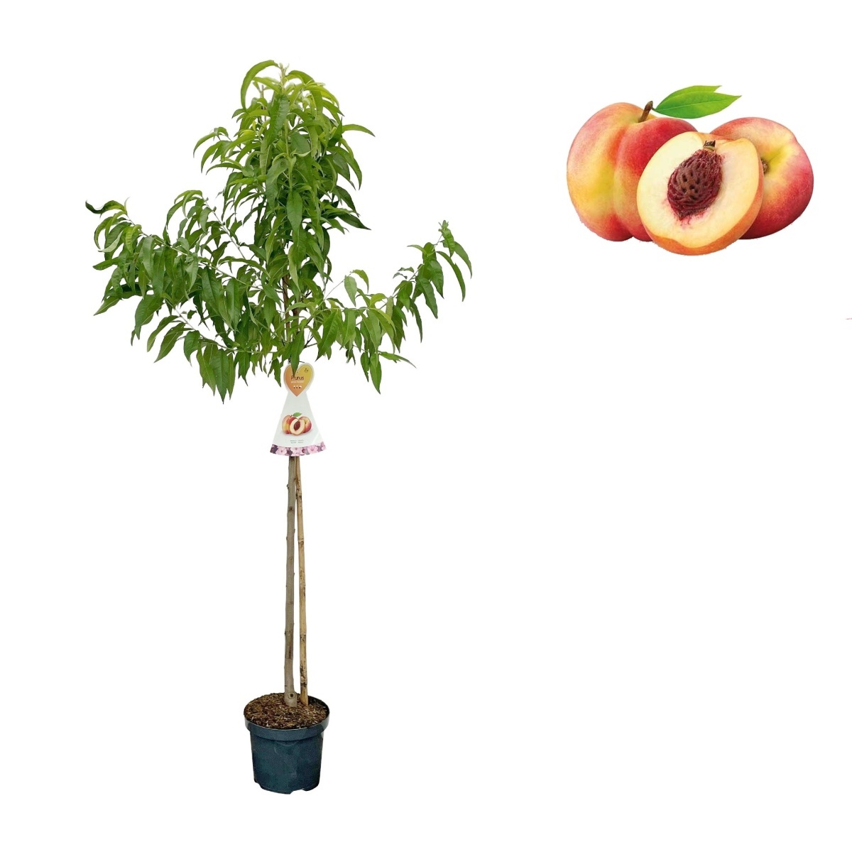 Broskvoně - Broskvoň Suncrest květináč 7 litru, čtvrtkmen, SAMOSPRAŠNÁ