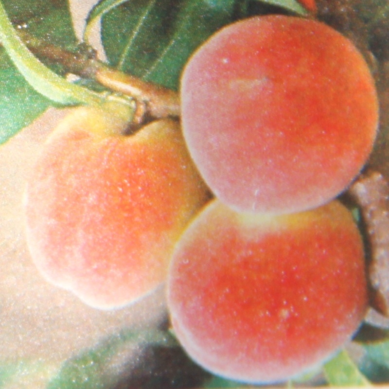 Broskvoně - Broskvoň 'Symphonie'® květináč 7,5 litru, čtvrtkmen, SAMOSPRAŠNÁ