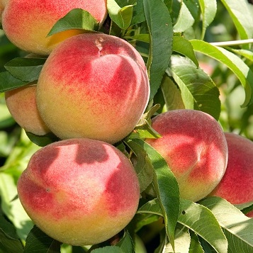 Broskvoně - Broskvoň 'Velvet' květináč 7,5 litru, čtvrtkmen, SAMOSPRAŠNÁ