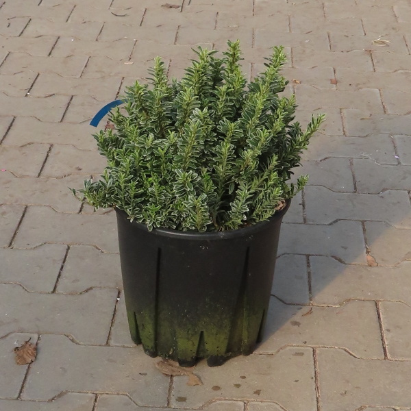 Brslen 'Argenteovariegatus' květináč 10 litrů, výška 30/40cm, keř-0