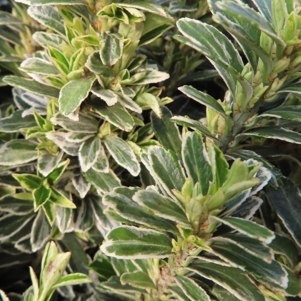 Stálezelené keře - Brslen Argenteovariegatus květináč 9 litrů, koule