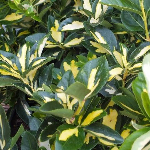 Stálezelené keře - Brslen Fortuneův Blondy® květináč 2,5 litru, výška 20/30cm, keř