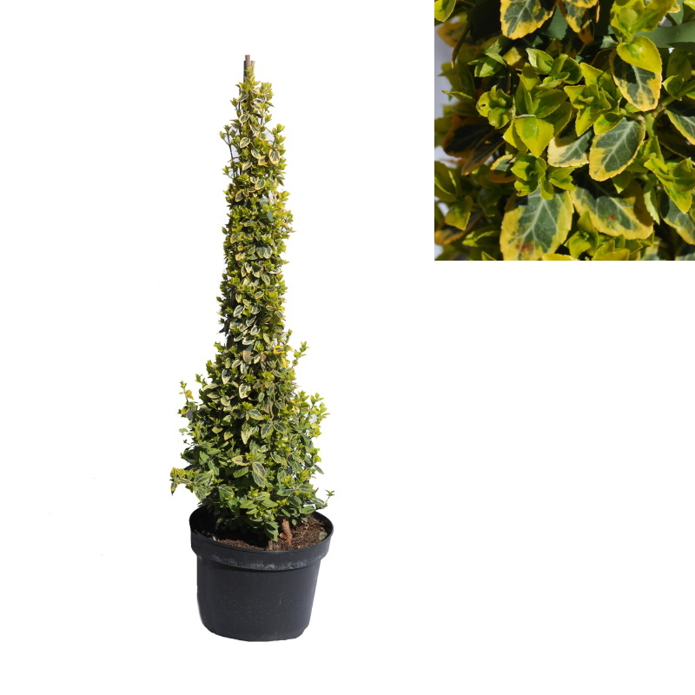 Stálezelené keře - Brslen Fortuneův Emeraldn Gold pyramida 50/60cm, 5 litrů