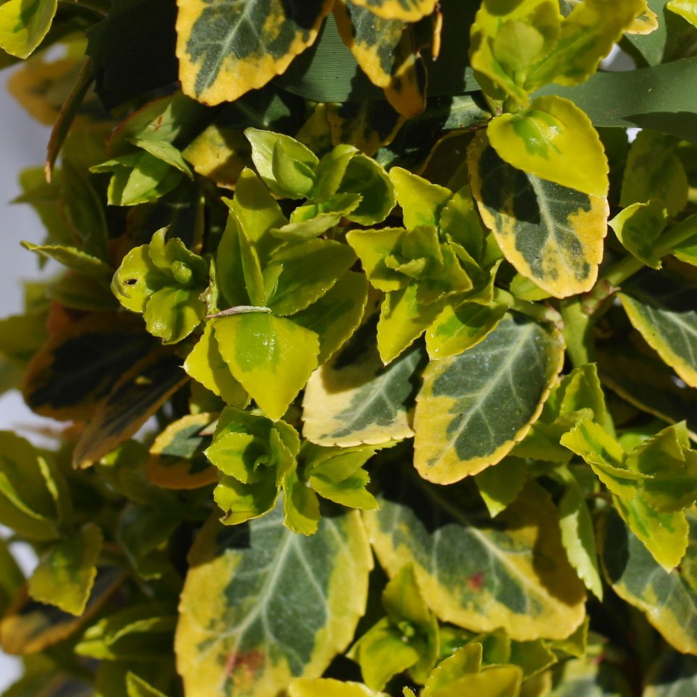 Brslen Fortuneův Emeraldn Gold pyramida 50/60cm, 5 litrů-0