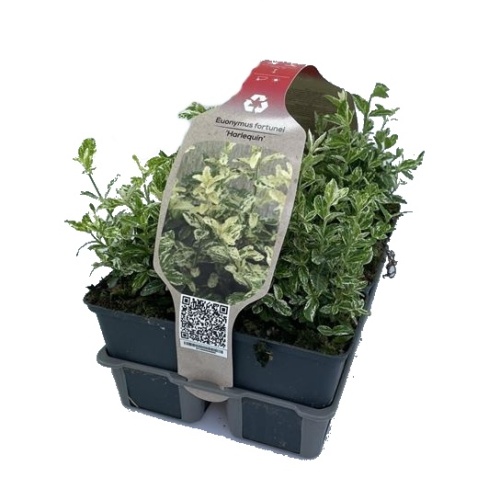 Půdopokryvné rostliny - Brslen Fortuneův Harlequin 6pack