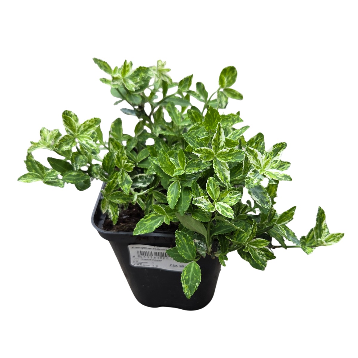 Půdopokryvné rostliny - Brslen Fortuneův Harlequin květináč 10,5cm