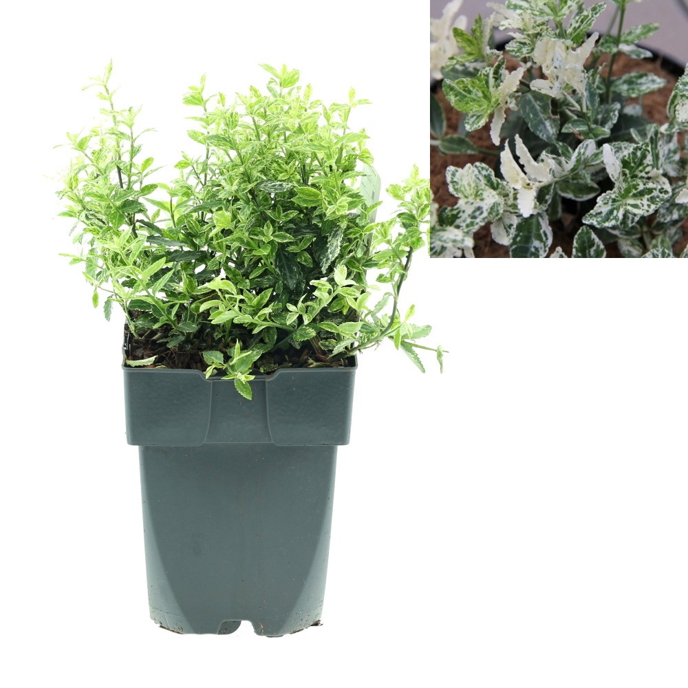 Keře okrasné listem - Brslen Fortuneův Harlequin výška 10/15cm, květináč 2,5 litru