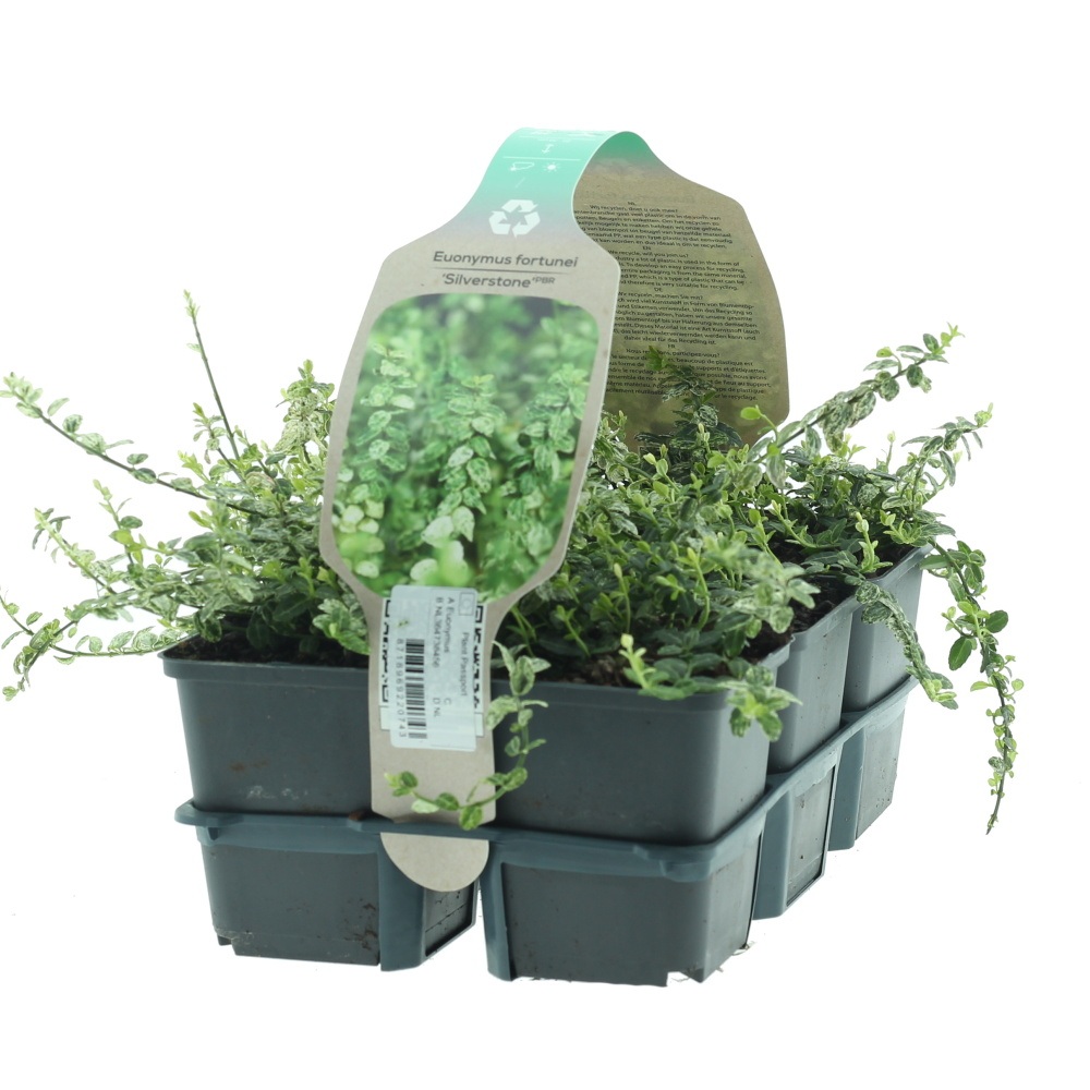 Půdopokryvné rostliny - Brslen Fortuneův Silverstone 6pack