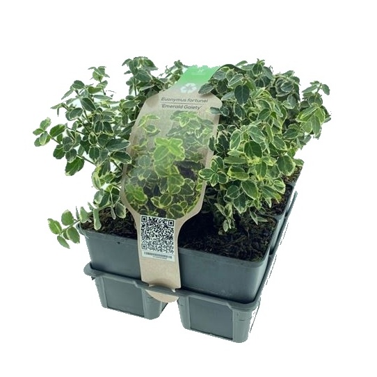 Rostliny - Brslen Fortunův Emerald Gaiety 6pack, výška 10/15cm, keř