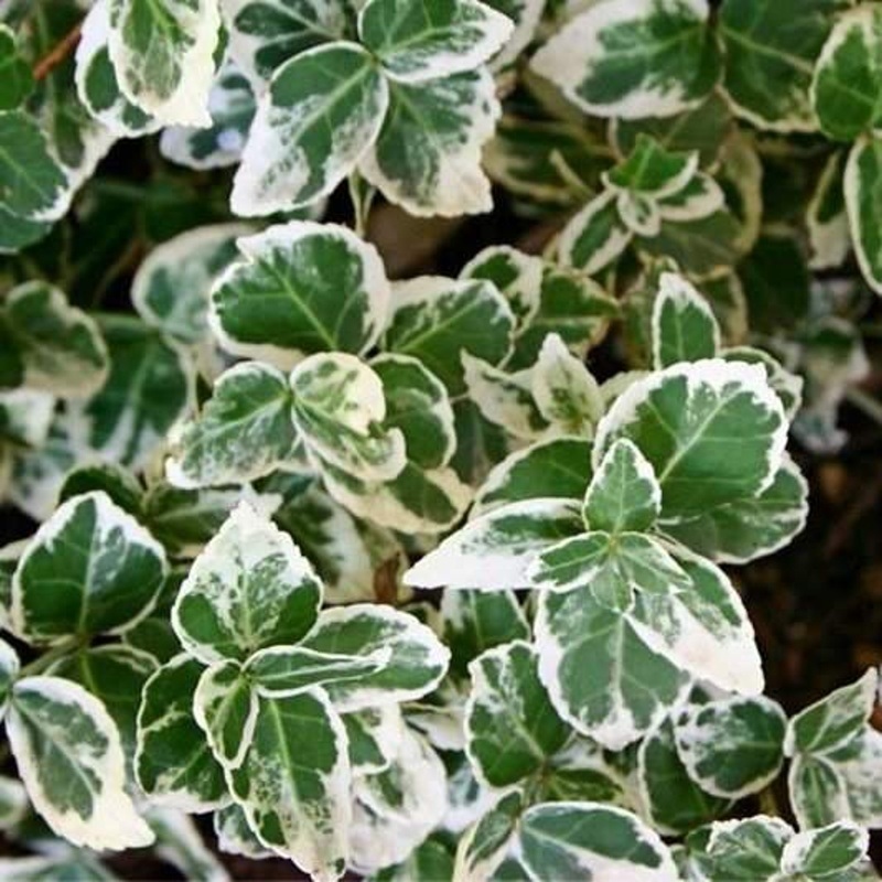 Stálezelené keře - Brslen Fortunův 'Emerald Gaiety' květináč 13cm