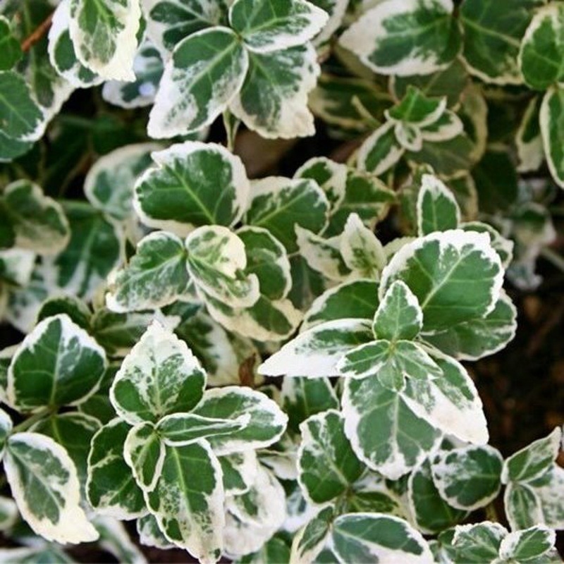 Brslen Fortunův Emerald Gaiety květináč 2,5 litru, výška 20/30cm, keř-0