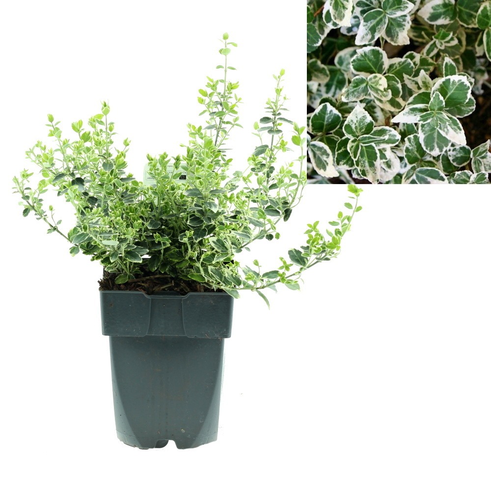 Keře okrasné listem - Brslen Fortunův Emerald Gaiety květináč 2,5 litru, výška 20/30cm, keř