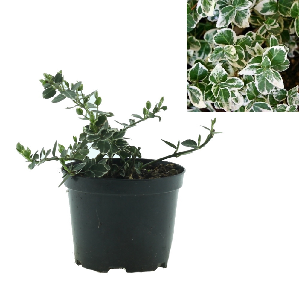 Rostliny - Brslen Fortunův Emerald Gaiety výška 15/20cm, květináč 1 litr