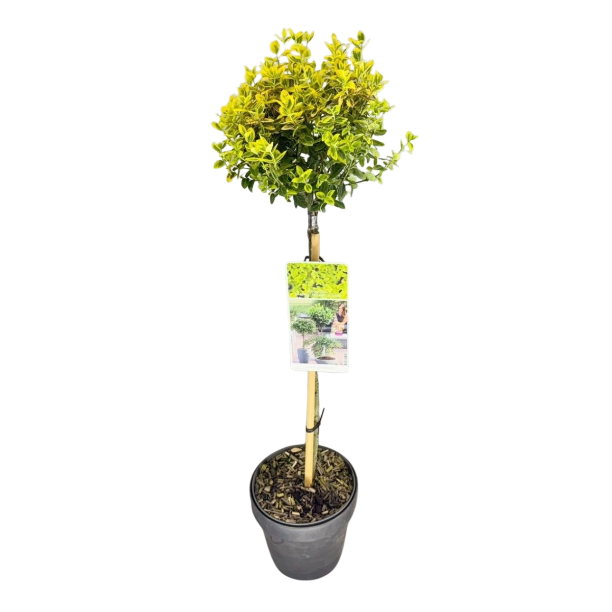 Listnaté stromky a stromy - Brslen Fortunův Emerald Gold kmínek 80cm, květináč 5 litrů