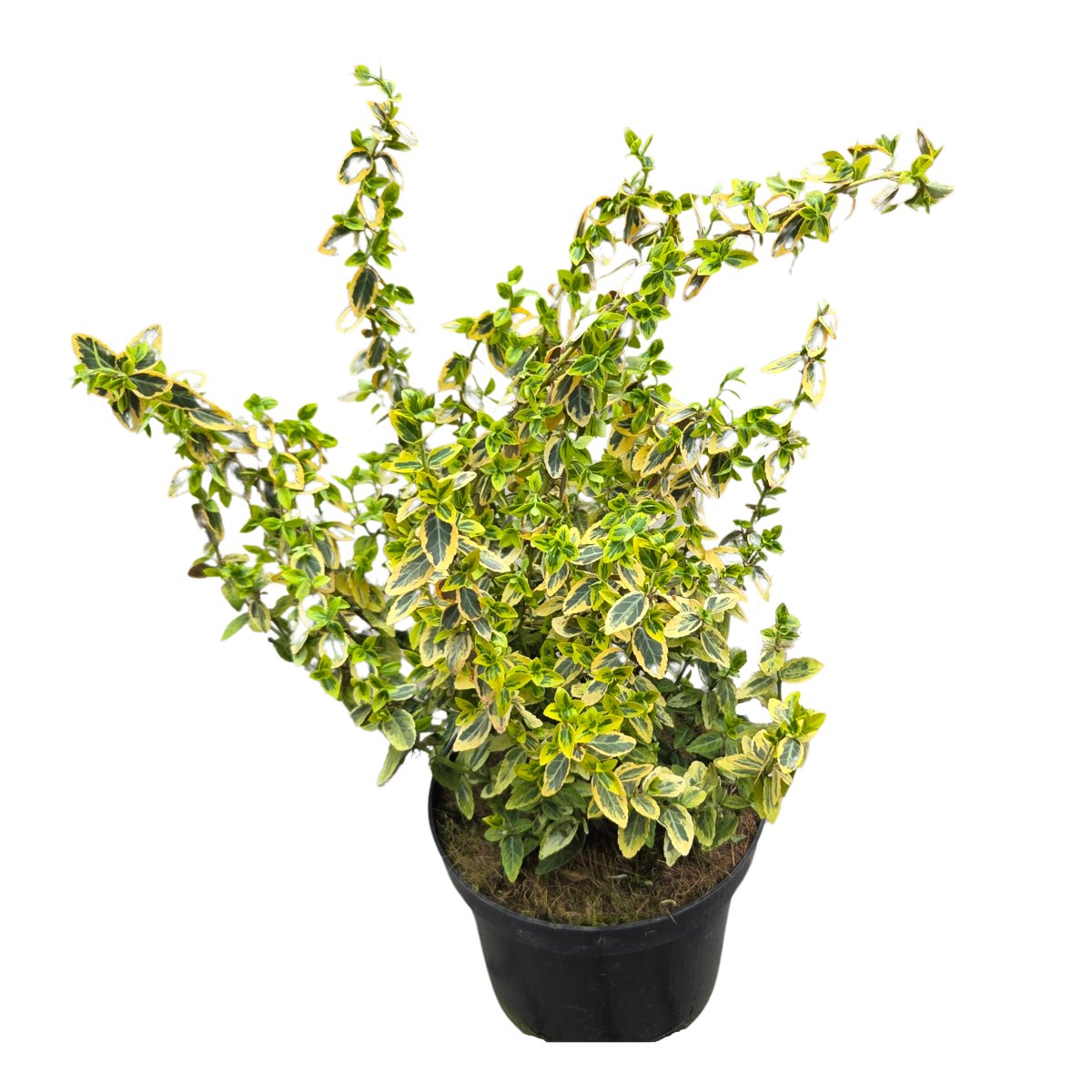 Stálezelené keře - Brslen Fortunův Emerald´n Gold květináč 2,5 litru, výška 20/30cm, keř