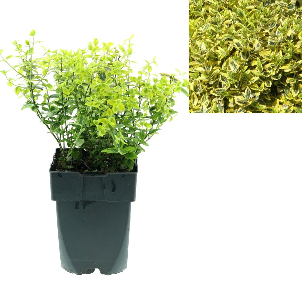 Stálezelené keře - Brslen Fortunův Emerald´n Gold květináč 2,5 litru, výška 20/30cm, keř