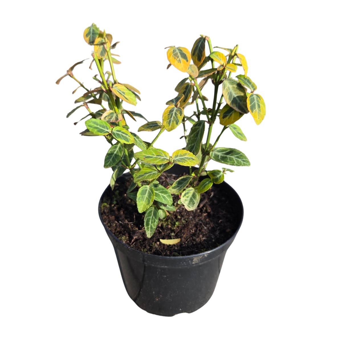 Keře okrasné listem - Brslen Fortunův Emerald´n Gold výška 15/20cm, květináč 1 litr