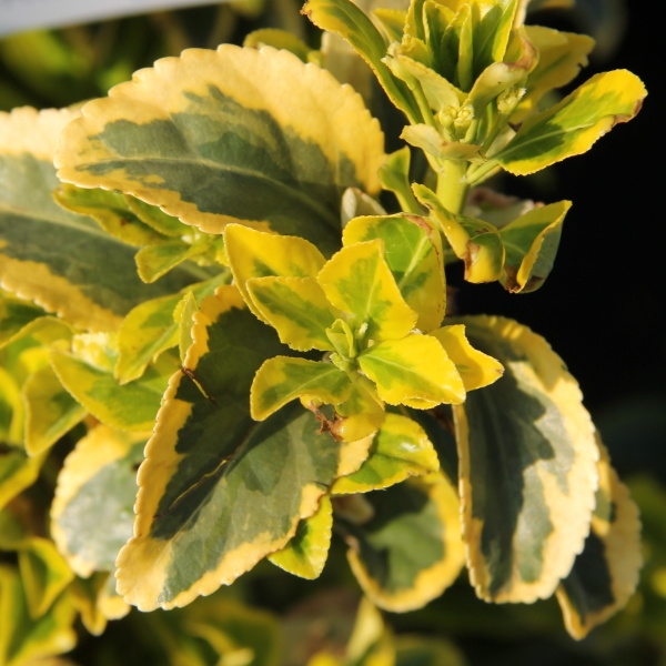 Stálezelené keře - Brslen japonský 'Aurea' květináč 25 litrů, výška 60/80cm, keř