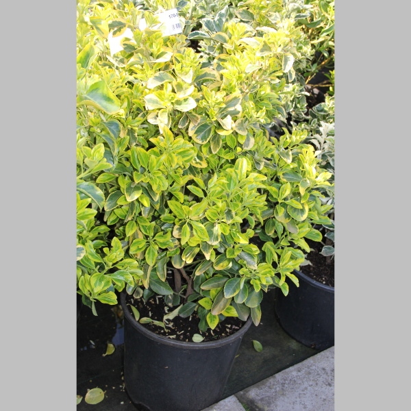 Brslen japonský 'Aurea' květináč 25 litrů, výška 60/80cm, keř-0