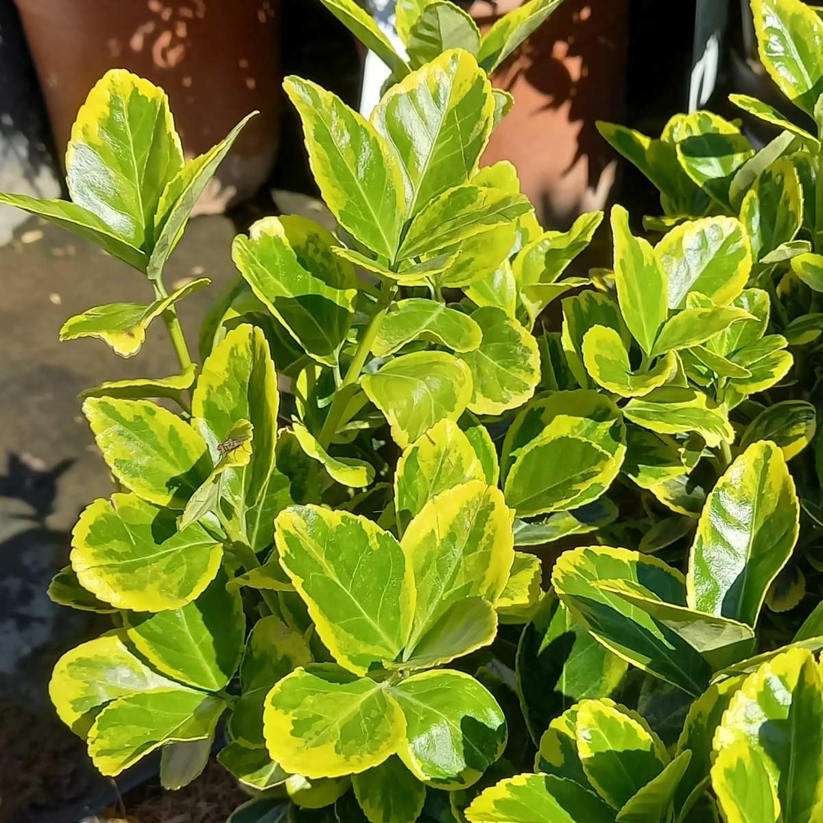 Keře okrasné listem - Brslen japonský Aureomarginatus výška 20-40cm, květináč 2,5 litru