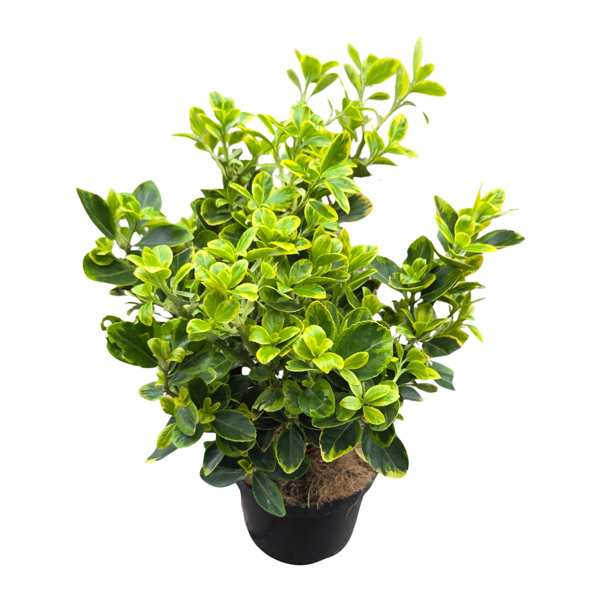 Keře okrasné listem - Brslen japonský Aureomarginatus výška 20-40cm, květináč 2,5 litru