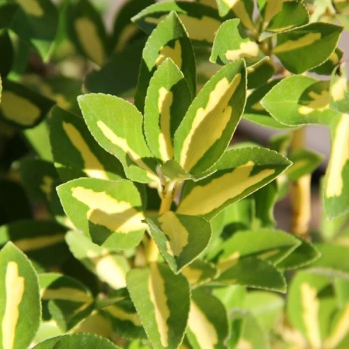 Stálezelené keře - Brslen japonský 'Aureopictus' květináč 25 litrů, výška 80/100cm, keř