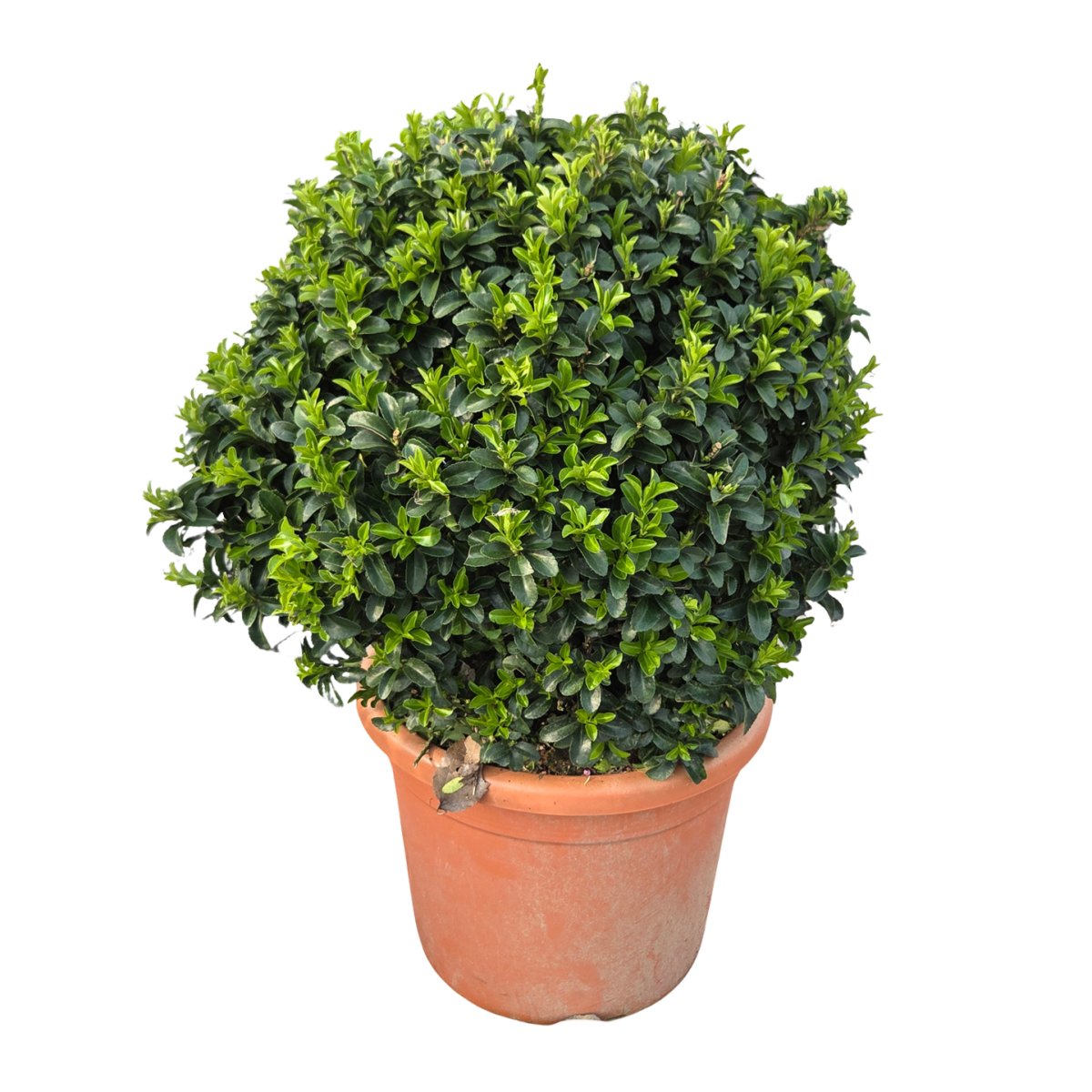 Stálezelené keře - Brslen japonský Benkomasaki výška 40/40cm, květináč 25 litrů, koule