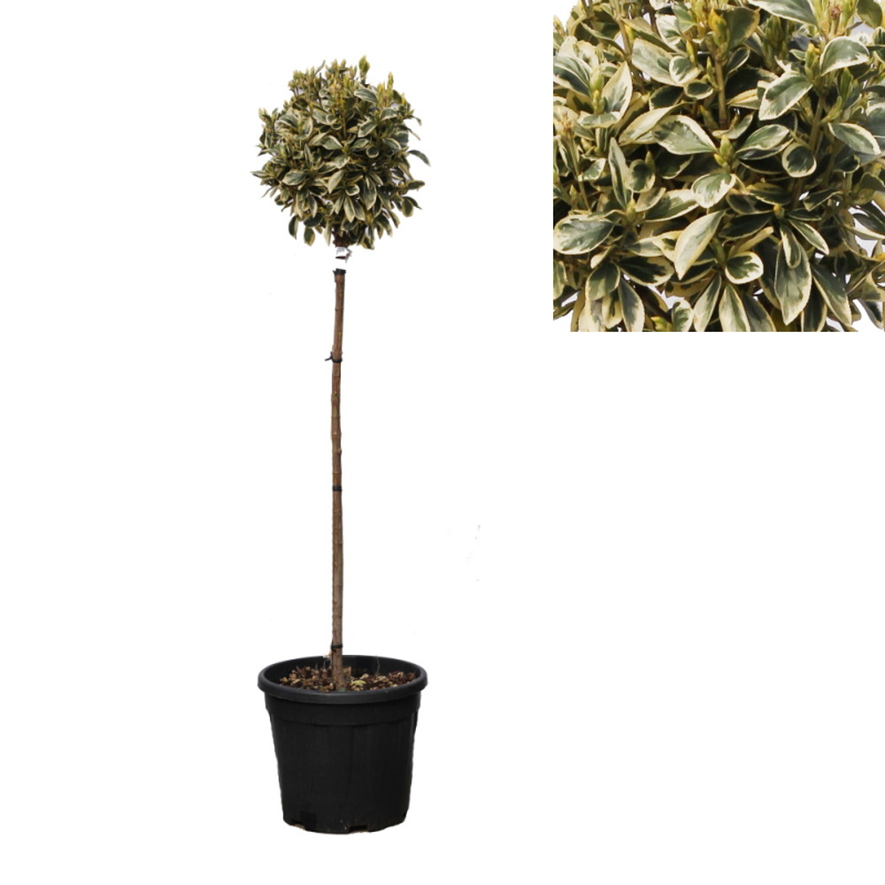 Listnaté stromky a stromy - Brslen japonský Bravo kmínek 1/2, květináč 18 litrů