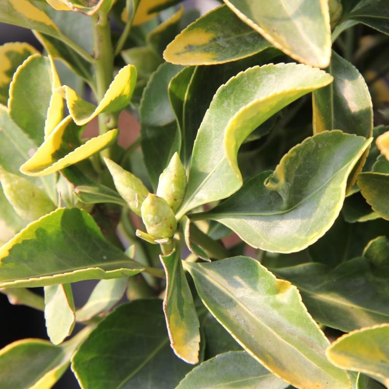 Stálezelené keře - Brslen japonský Bravo kmínek 1/2, květináč 25 litrů