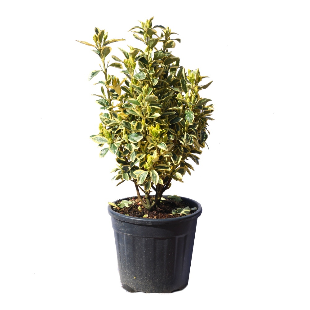 Stálezelené keře - Brslen japonský Bravo květináč 25 litrů, výška 60/80cm, keř