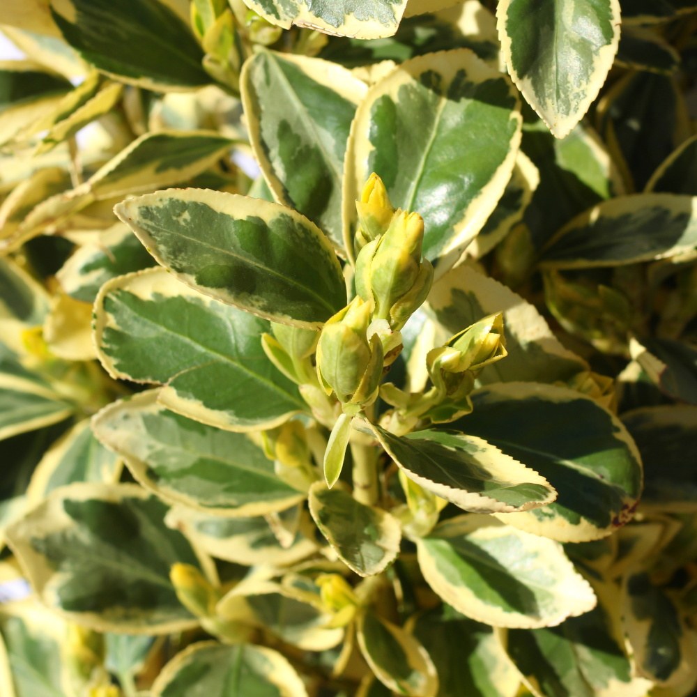 Brslen japonský Bravo květináč 25 litrů, výška 60/80cm, keř-0