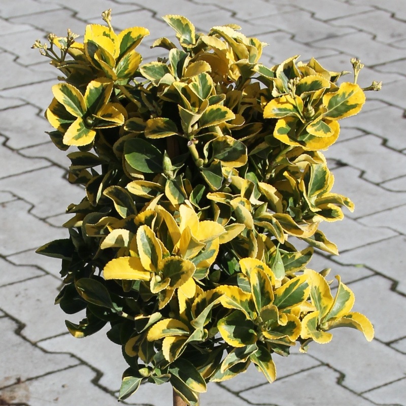 Brslen japonský 'Bravo' květináč 9 litrů, kmínek 50cm, stromek-0