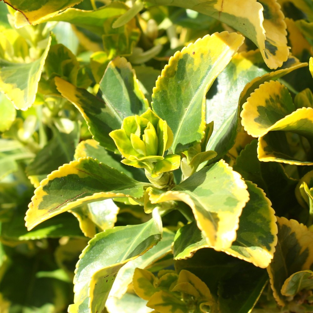 Brslen japonský Elegant. Aureus květináč 10 litrů, výška 60/80cm, keř-0